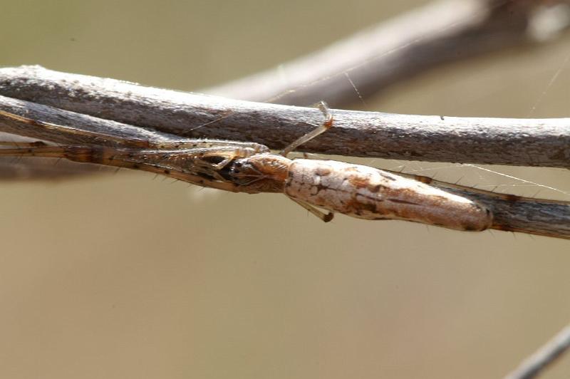 Tetragnatha_demissa_D4203_Z_88_Alexandra hills Brisbane_Australie.jpg